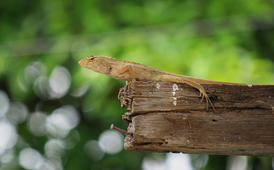 Thai native lizard or chameleon