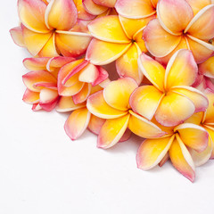 Plumeria