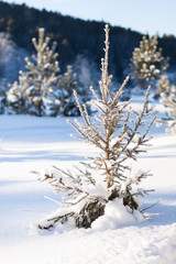 A small fir tree in winter forest