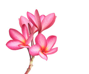 Frangipani flower isolated