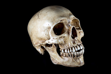 Isolated Skeleton head