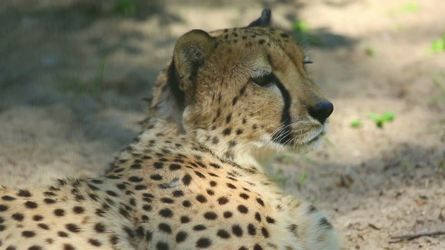 Cheetah