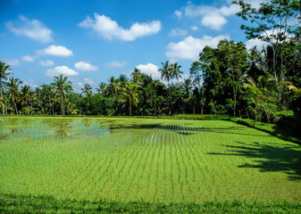 Fototapeta na wymiar rice fields of Bali