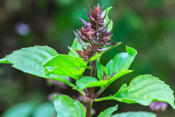 Fresh basil and blossom