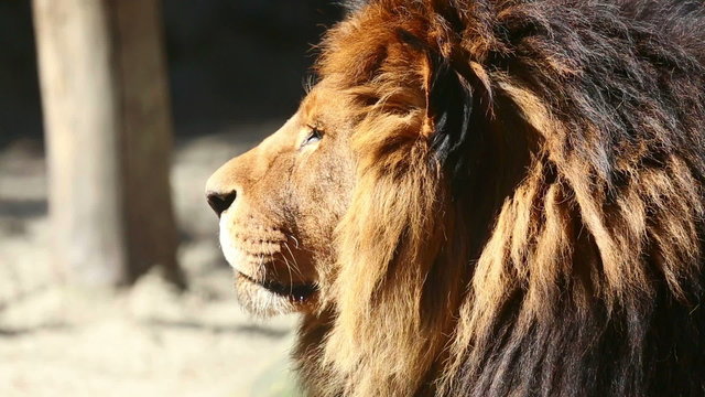 King of beasts.