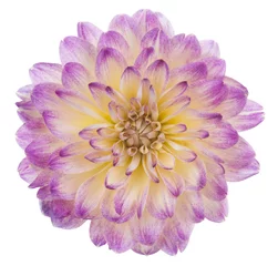 Photo sur Aluminium Dahlia dahlia