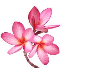 Obraz na płótnie Canvas Frangipani flower isolated