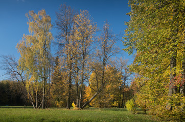 Group of autumn trees on a meadow in a sunny day