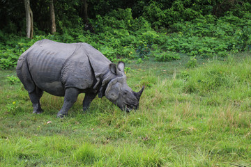 Fototapeta premium Rhinoceros in the forest park in chitwan,Nepal