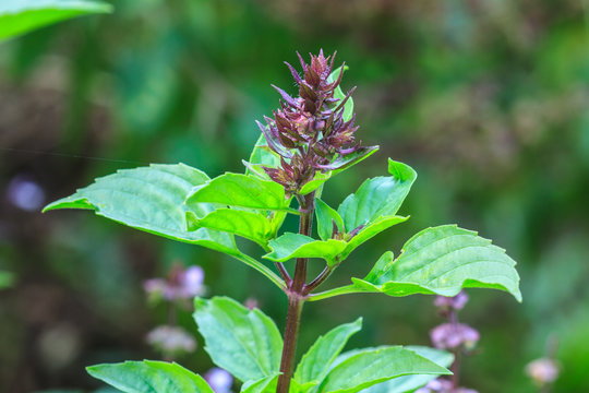 Fresh basil and blossom