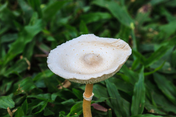 close up mushroom in deep forest