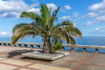 Palm tree along the coast of Madeira Island