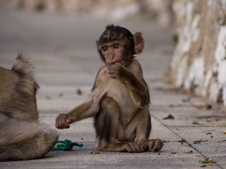 Affenbaby auf Gibraltar hat Langeweile
