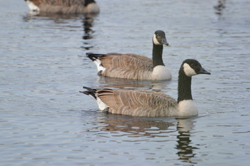 Fototapeta premium bernache