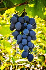 гроздь винограда 31