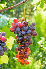 гроздь винограда