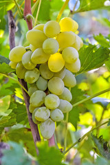 гроздь винограда 57