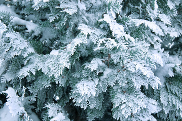 Winter branch