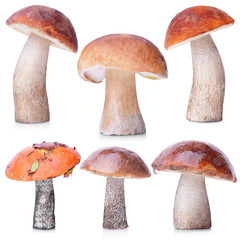 Set of raw mushrooms isolated on white background