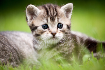 chaton