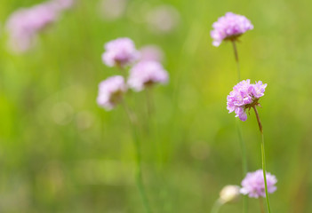 green field with light pink wild flowers