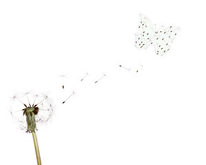 white dandelion ans butterfly from seeds