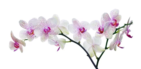 Keuken foto achterwand Orchidee lichte kleur orchideebloem in roze vlekken op wit