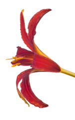 isolated dark red lily bloom
