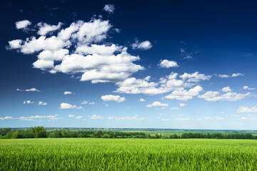 Obraz premium Wheat field against blue sky with white clouds. Agriculture scen
