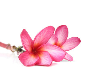Obraz na płótnie Canvas Frangipani flower isolated