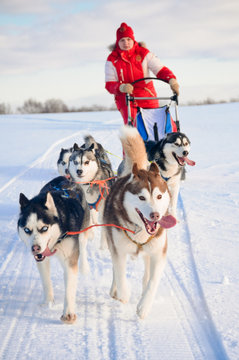 Woman musher hiding behind sleigh at sled dog race on snow in wi