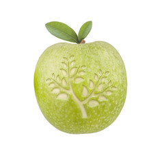 Apfel Baum