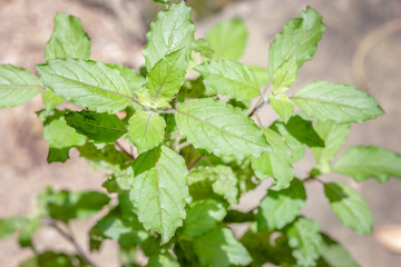 Closeup ocimum sanctum with blooming in garden,holy basil.