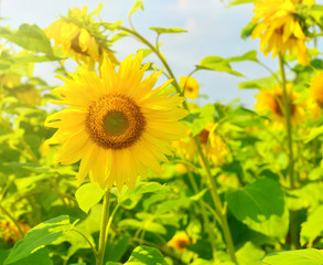 Sunflower