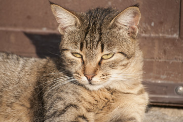Tabby cat lying by wooden brown door on sunny day