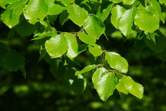 Feuilles de h&ecirc;tre (Fagus sylvatica),