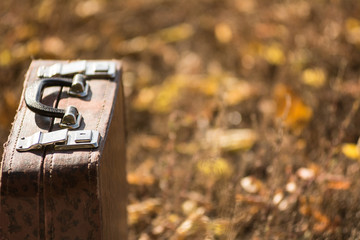Suitcase standing on the grass with yellow and orange leaves