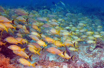 School of Snappers, Cayo Largo, Cuba