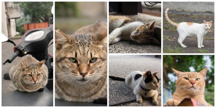 Collection of cats