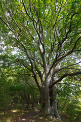 Großer Baum