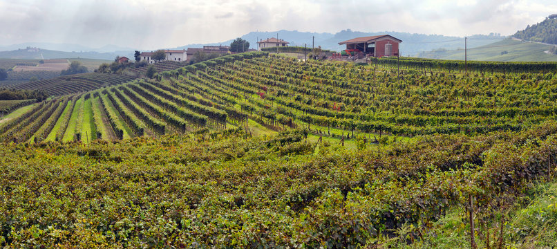 vineyards in Italy, panorama