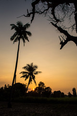 Obraz premium Sunset over the fields of grain with coconut trees
