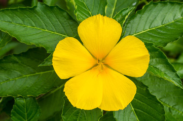 Yellow flower