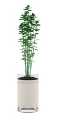 oregano plant in pot isolated on white background