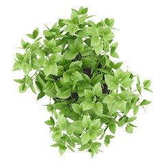 top view of balm plant in pot isolated on white background