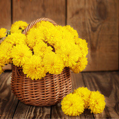 Beautiful bouquet of yellow chrysanthemums flowers in wicker ba