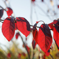Prunus Traiblazer - plum © 7monarda