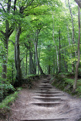 Fototapeta premium Eine Holztreppe durch den Wald