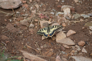 Yellow swallowtail on bare soil