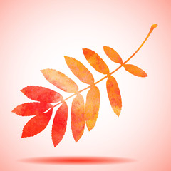 Orange watercolor painted vector rowan tree leaf